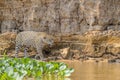 Jaguar on the hunt in the pantanal Royalty Free Stock Photo