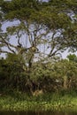 Jaguar hunting from high up in a tree