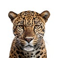 Jaguar isolated on white background, created with generative AI Royalty Free Stock Photo