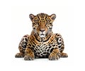 Jaguar isolated on white background, created with generative AI Royalty Free Stock Photo