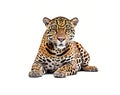 Jaguar isolated on white background, created with generative AI Royalty Free Stock Photo