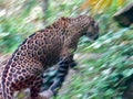 Jaguar in the Jungle Royalty Free Stock Photo