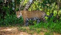 Jaguar among the jungle. Royalty Free Stock Photo