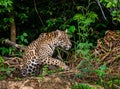 Jaguar among the jungle. Royalty Free Stock Photo