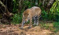 Jaguar among the jungle. Royalty Free Stock Photo