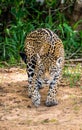 Jaguar among the jungle. Royalty Free Stock Photo