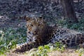 A jaguar/leopard taking rest in the zoo.
