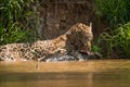 Jaguar licking yacare caiman by river bank Royalty Free Stock Photo