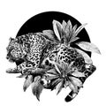 Jaguar lies in full growth climbs out of the bushes and looks away round composition decorated with tropical plants