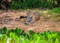 Jaguar lies on the ground among the jungle.