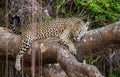 Jaguar lies on a picturesque tree in the middle of the jungle.