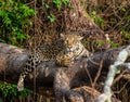 Jaguar lies on a picturesque tree in the middle of the jungle.