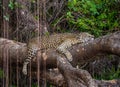 Jaguar lies on a picturesque tree in the middle of the jungle.