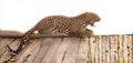 Jaguar lies on the roof of a hunting lodge and yawns Royalty Free Stock Photo