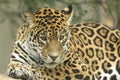 Jaguar lying Royalty Free Stock Photo