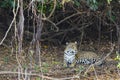 Jaguar Lying Amongst Vines on Leaf Litter