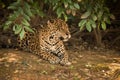 Jaguar lying on bare earth under bushes