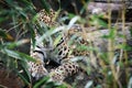 Jaguar lying behind grass. spotted fur, camouflaged lurking. The big cat is a predator