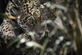 Jaguar lying behind grass. spotted fur, camouflaged lurking. The big cat is a predator