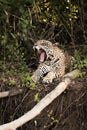 Jaguar lying beside dead logs yawns widely