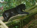 A jaguar lying down