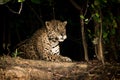 Jaguar lying on earth bank in trees