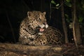 Jaguar lying on earth bank under trees