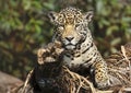 Jaguar lying on a fallen tree