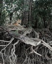 Jaguar lying on impressive tree roots on a river bank Royalty Free Stock Photo