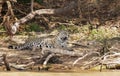 Jaguar lying on a river bank in natural habitat