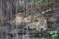 Jaguar lying on a river bank under tree branches