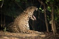 Jaguar lying in shade of trees yawning