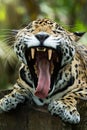 Jaguar mouth open showing teeth closeup in jungle