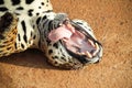Jaguar mouth