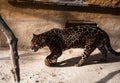 Jaguar outdoors Royalty Free Stock Photo