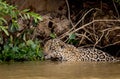 Jaguar from the Pantanal, stalks his prey while hiding in the water.r