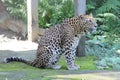 Jaguar - Panther in India.