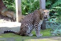 Jaguar - Panther in India.