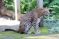 Jaguar - Panther in India.