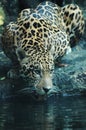 Jaguar - Panthera onca Royalty Free Stock Photo