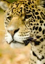 Jaguar - Panthera onca