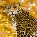 Jaguar - Panthera onca Royalty Free Stock Photo