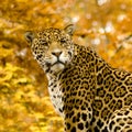 Jaguar - Panthera onca Royalty Free Stock Photo