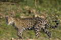 Jaguar, Panthera onca