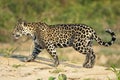 Jaguar, Panthera onca Royalty Free Stock Photo