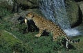 Jaguar, panthera onca, Adult with Fish in its Mouth