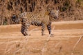 Jaguar, Panthera Onca, along the Cuiaba River, Porto Jofre, Pantanal Matogrossense, Mato Grosso do Sul, Brazil