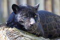 Jaguar Panthera onca, black form, during defecation