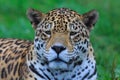 The jaguar Panthera onca close up portrait Royalty Free Stock Photo