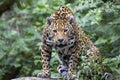 Jaguar Panthera onca, portrait Royalty Free Stock Photo